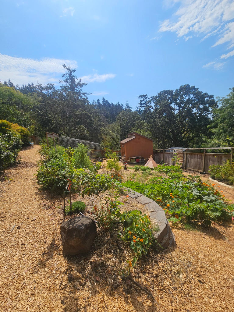 Wild Rose's New garden in Infancy