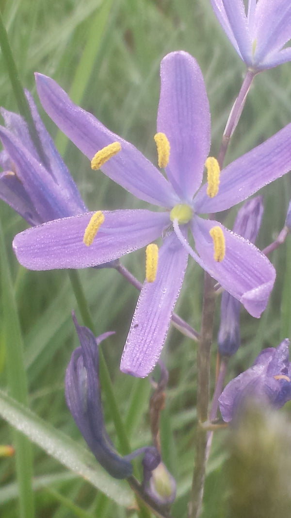 Ethnobotany & Phytotherapy -  Science and Western Herbal Medicine