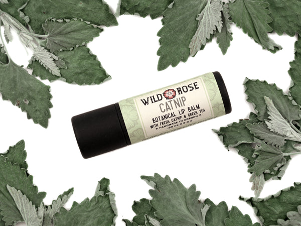 Catnip Natural Lip Balm in a biodegradable paper tube. Dried catnip leaves surround.